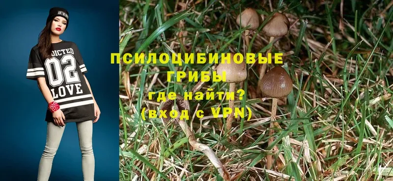 Галлюциногенные грибы Magic Shrooms  Камбарка 